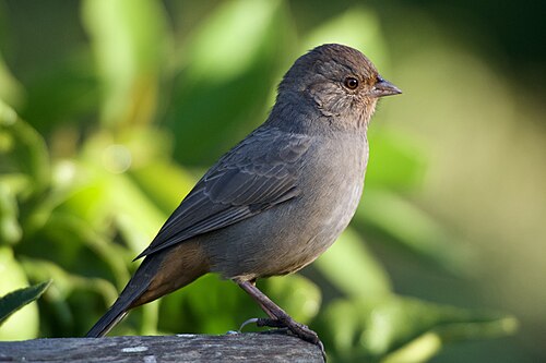 Californische towie (Melozone crissalis)