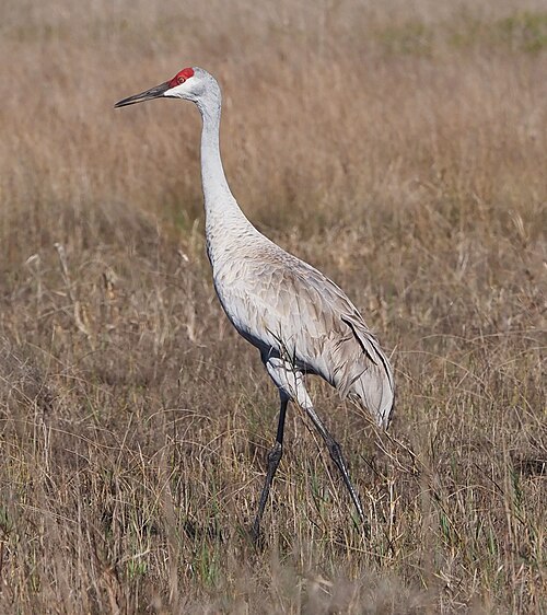 Canadese kraanvogel (Antigone canadensis)