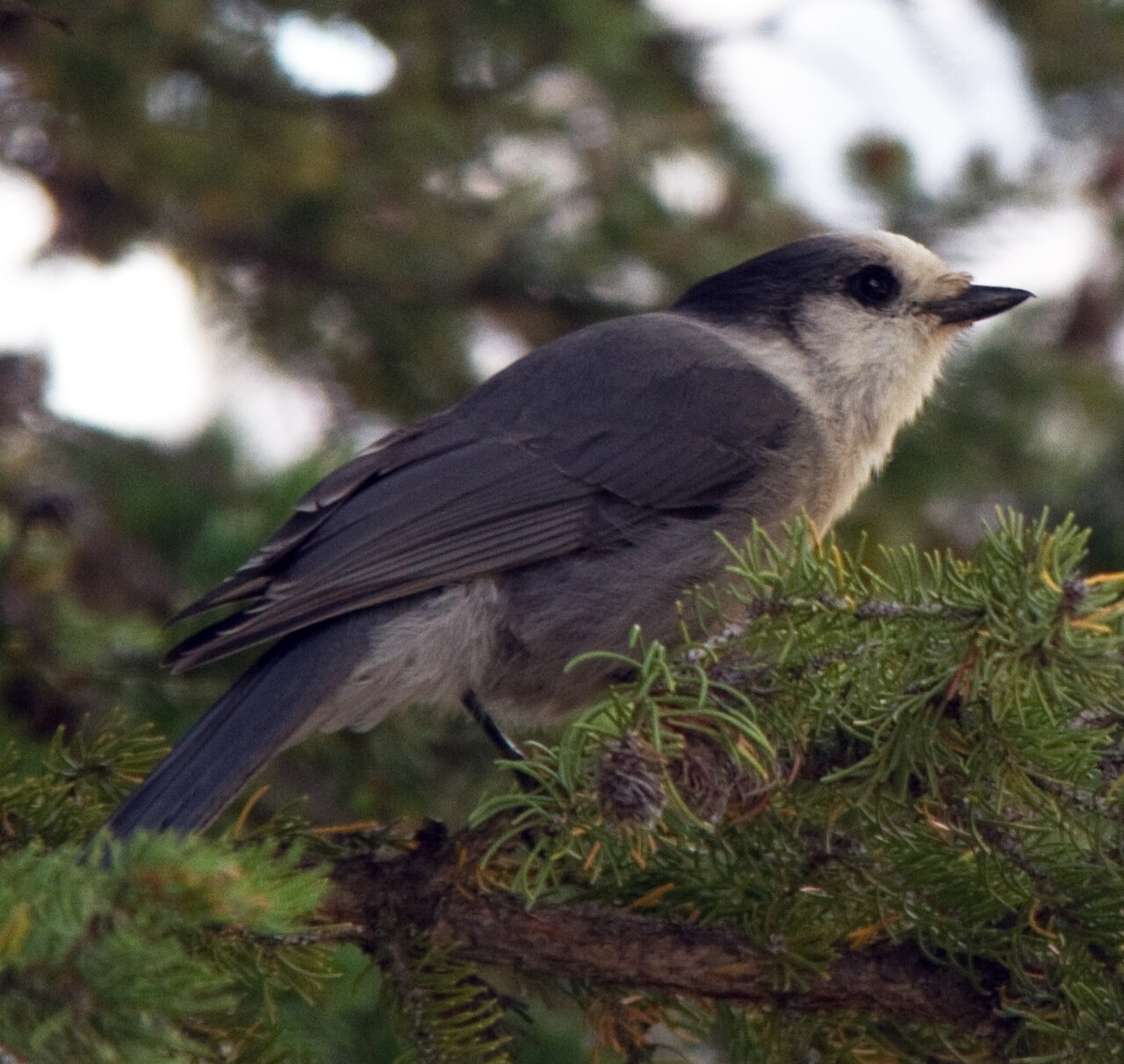 Canada Jay (Perisoreus canadensis)