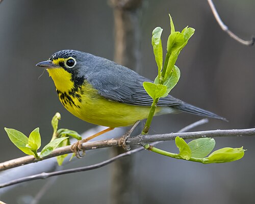 Canadese zanger (Cardellina canadensis)