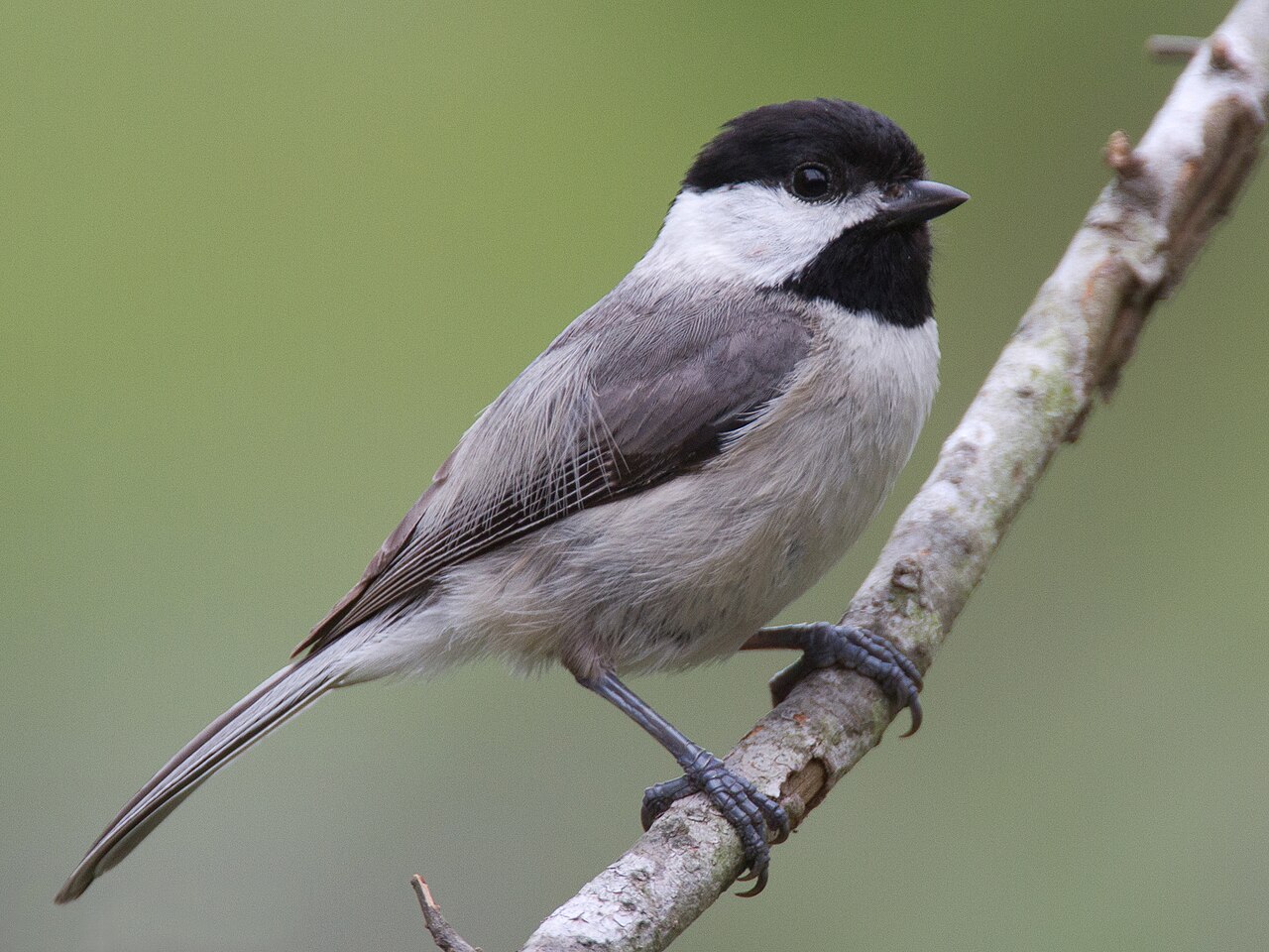 Carolinamees (Poecile carolinensis)