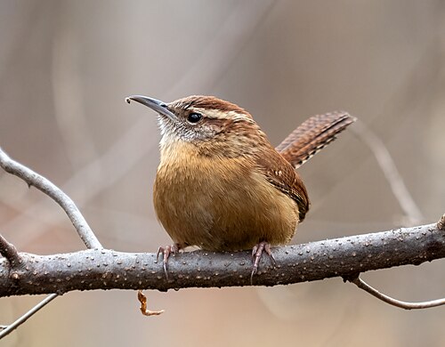 Carolinawinterkoning (Thryothorus ludovicianus)