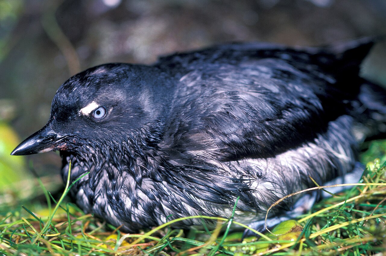 Cassins alk (Ptychoramphus aleuticus)