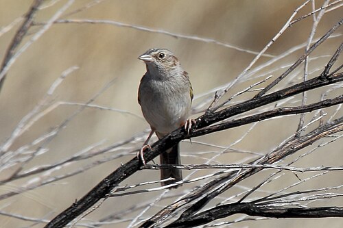 Cassins gors (Peucaea cassinii)