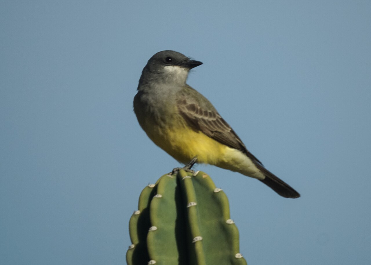Tirano Chibiú (Tyrannus vociferans)