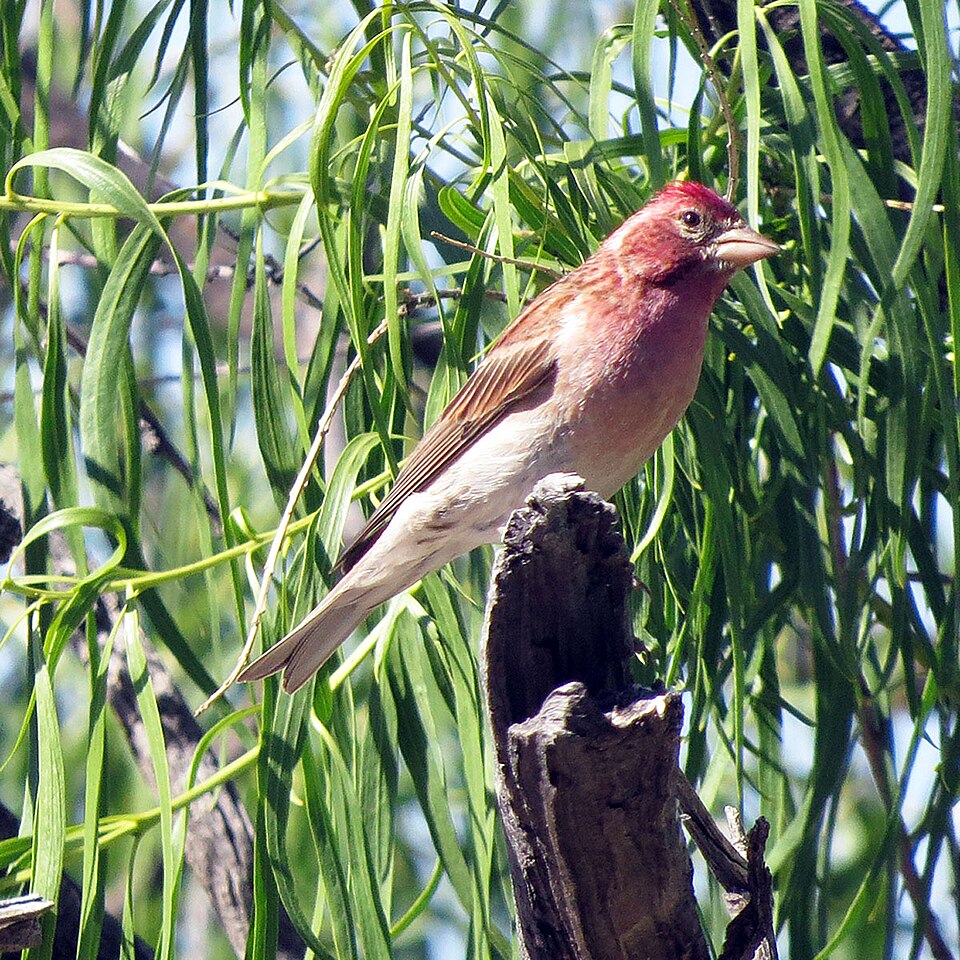 Camachuelo de Cassin (Haemorhous cassinii)