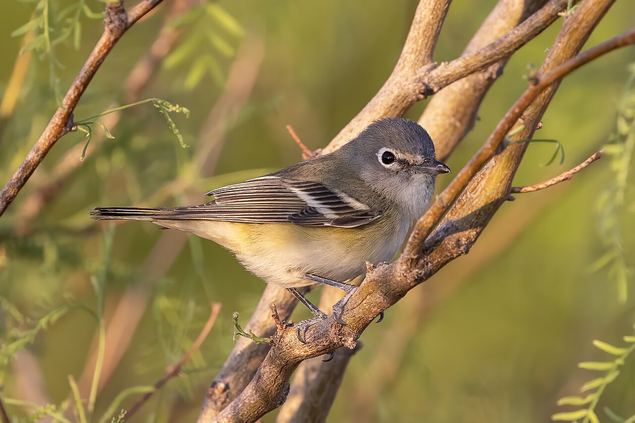 Cassinvireo (Vireo cassinii)