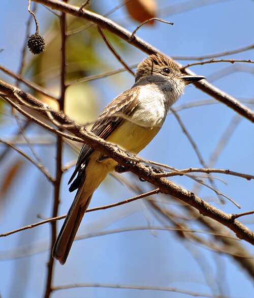 Cayennetiran (Myiarchus tyrannulus)