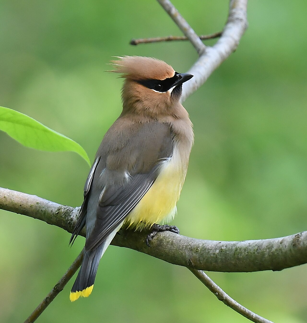 Cedar Waxwing (Bombycilla cedrorum)