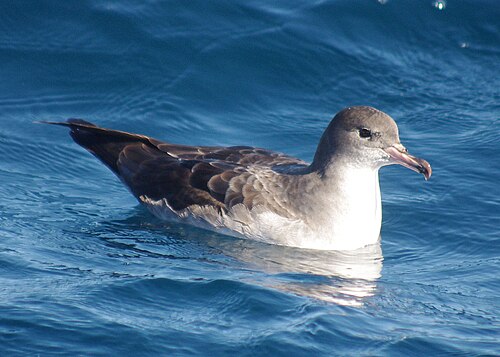 Chileense grote pijlstormvogel (Ardenna creatopus)