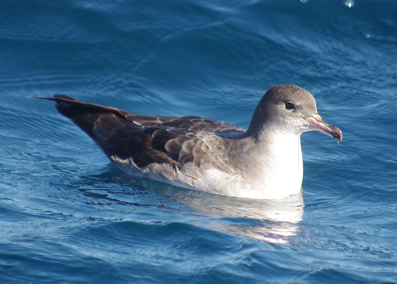 Chileense grote pijlstormvogel (Ardenna creatopus)