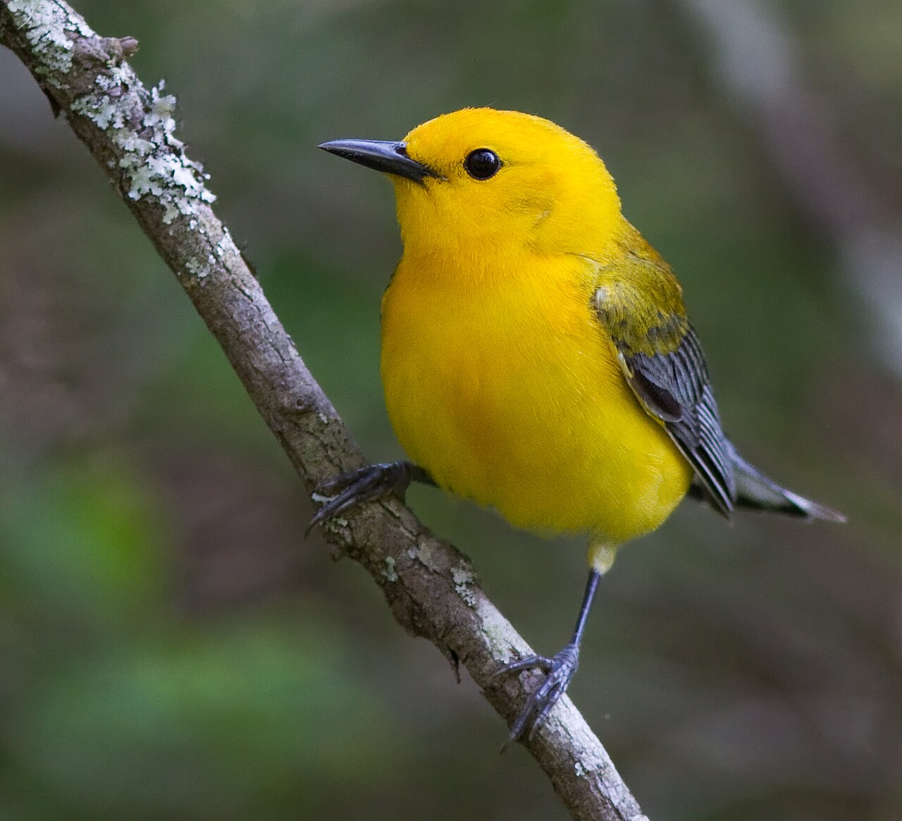 Prothonotary Warbler (Protonotaria citrea)