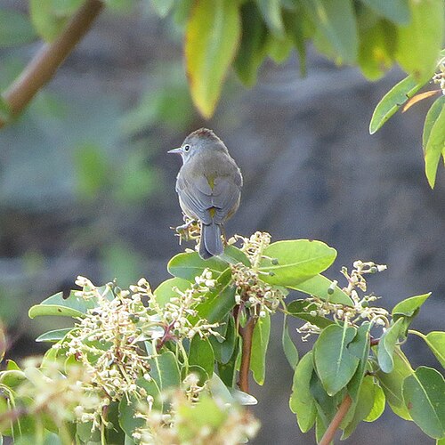 Colimazanger (Leiothlypis crissalis)