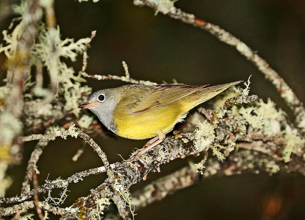 Connecticutzanger (Oporornis agilis)