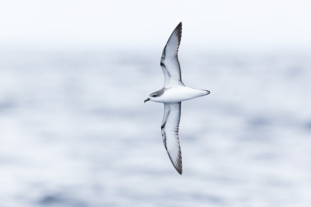 Cook-stormvogel (Pterodroma cookii)