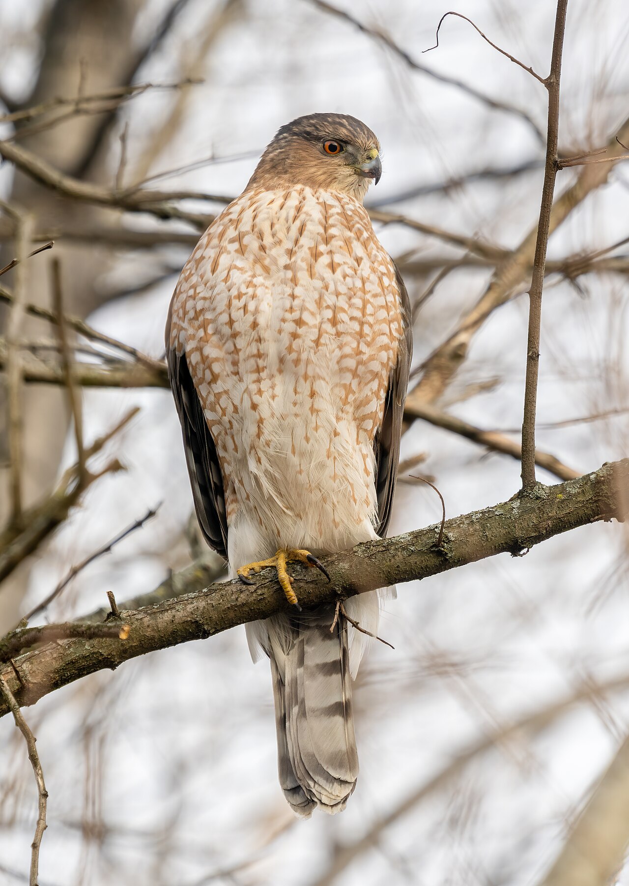 Cooper's Hawk (Astur cooperii)
