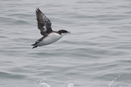 Craveri's alk (Synthliboramphus craveri)