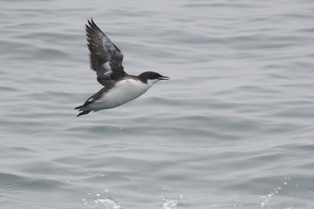 Mérgulo de Craveri (Synthliboramphus craveri)