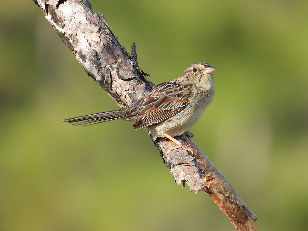 Dennengors (Peucaea aestivalis)