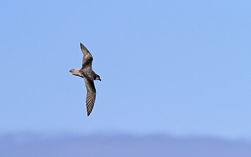 Desertasstormvogel (Pterodroma deserta)