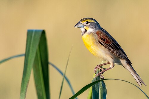 Dickcissel (Spiza americana)