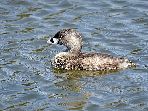 Dikbekfuut (Podilymbus podiceps)