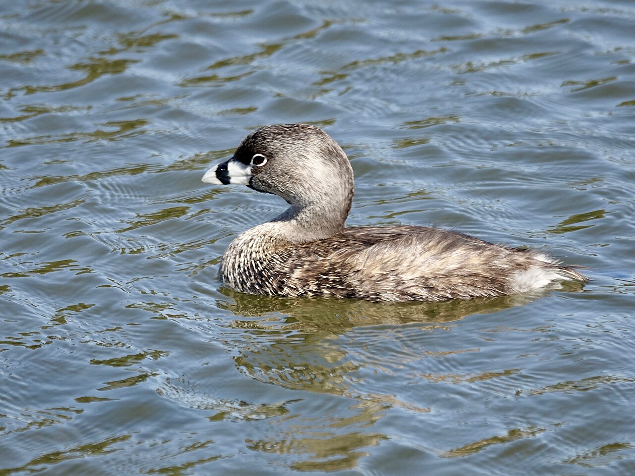 Dikbekfuut (Podilymbus podiceps)