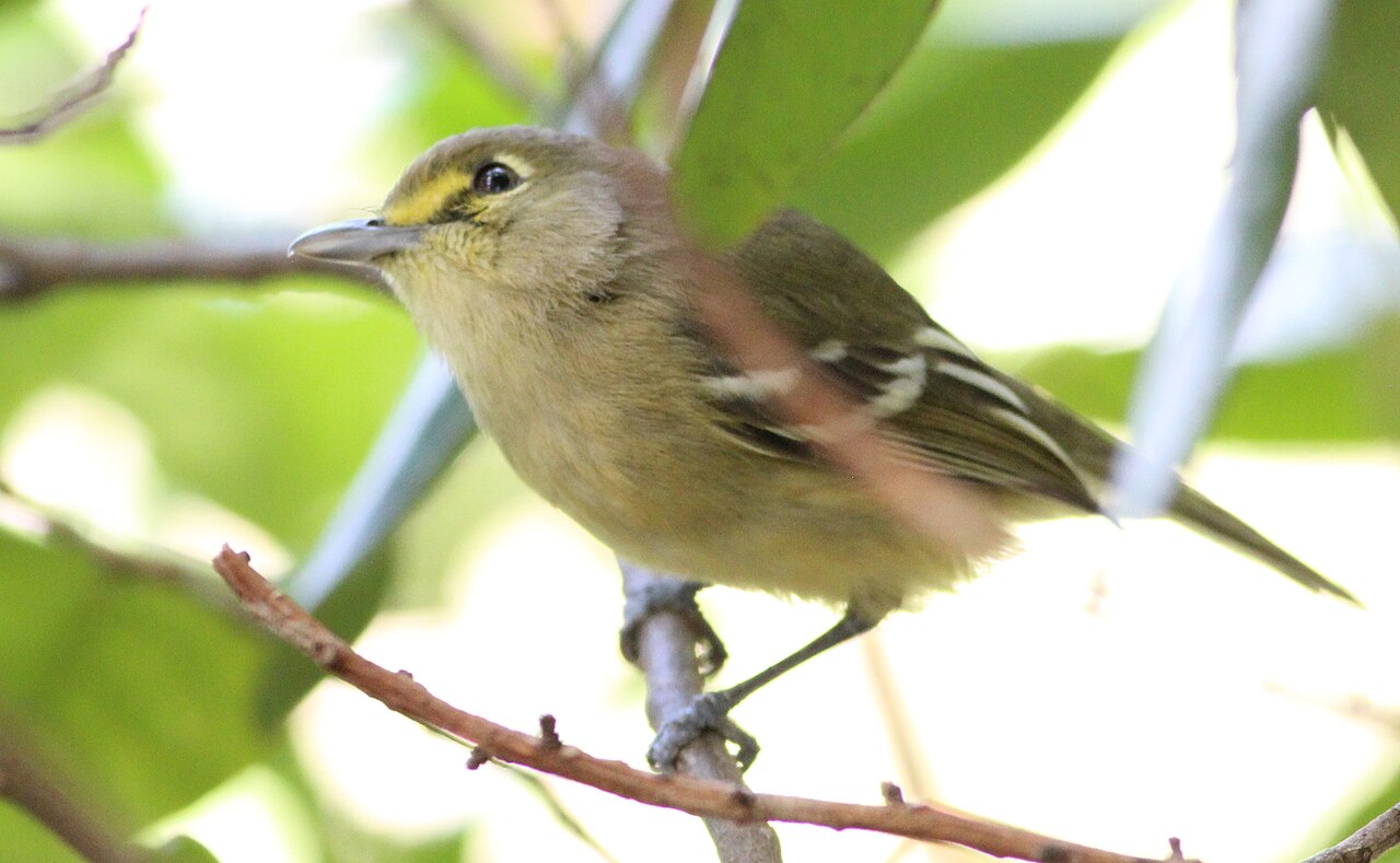 Thick-billed Vireo (Vireo crassirostris)
