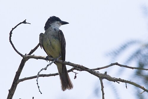 Diksnavelkoningstiran (Tyrannus crassirostris)