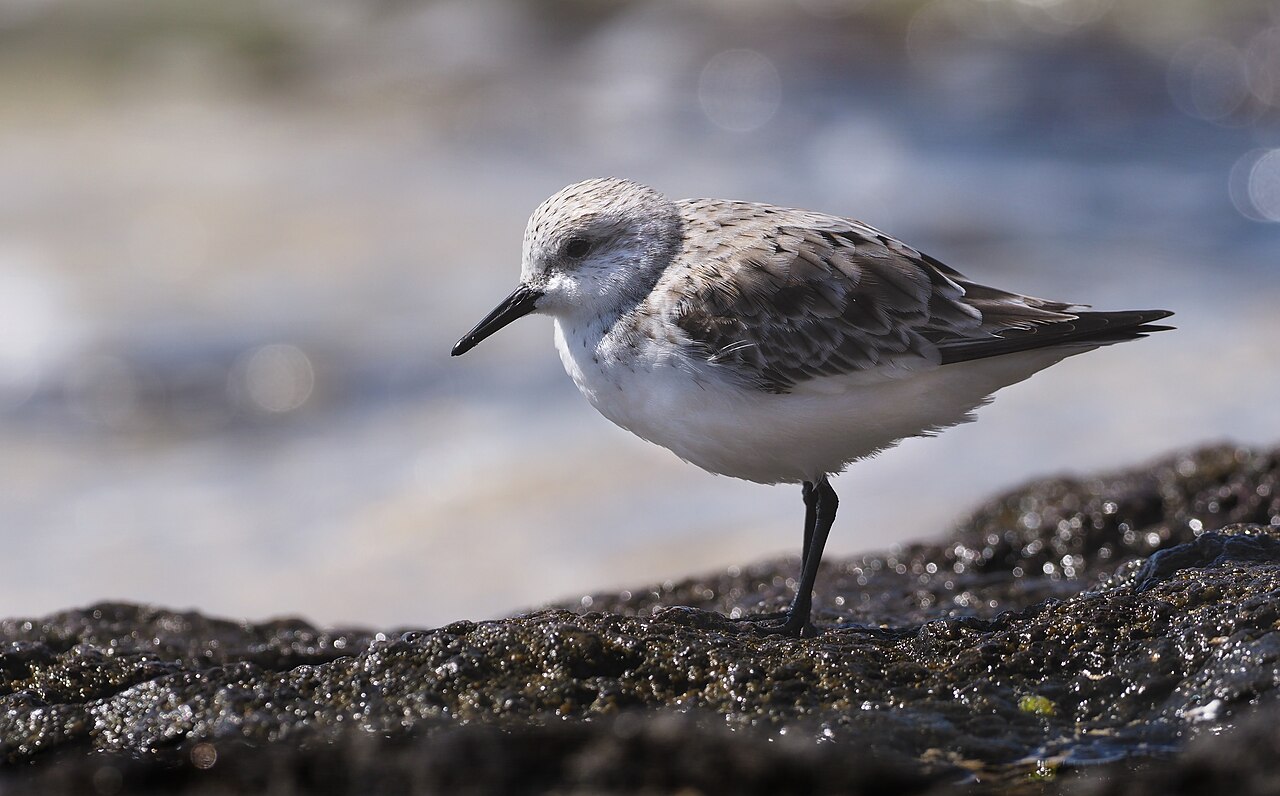 Sanderling (Calidris alba)