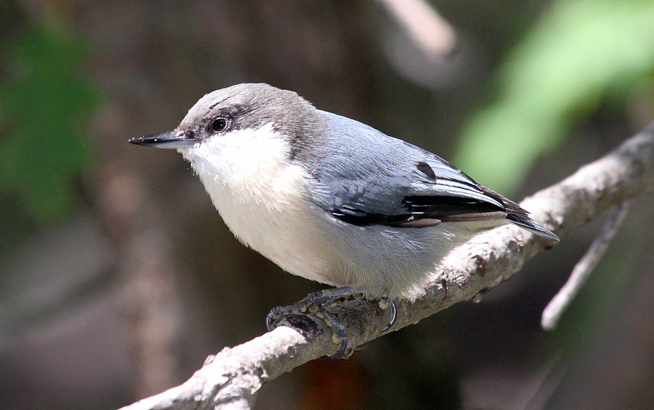 Trepador enano (Sitta pygmaea)