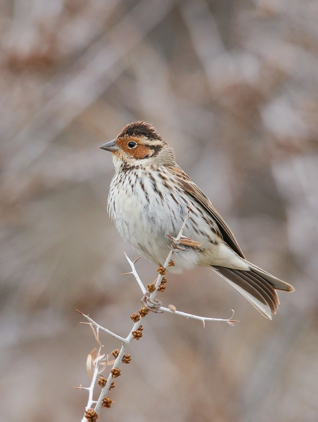 Dwerggors (Emberiza pusilla)