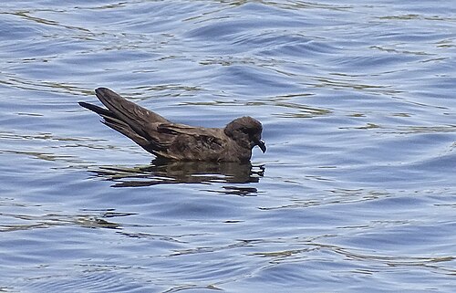 Dwergstormvogeltje (Hydrobates microsoma)