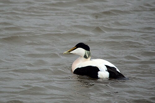 Eider (Somateria mollissima)