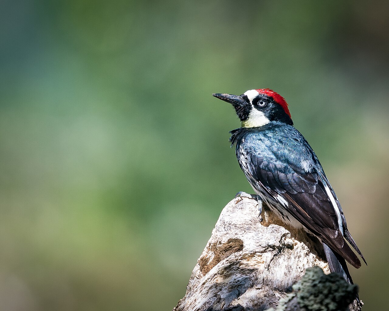 Acorn Woodpecker (Melanerpes formicivorus)