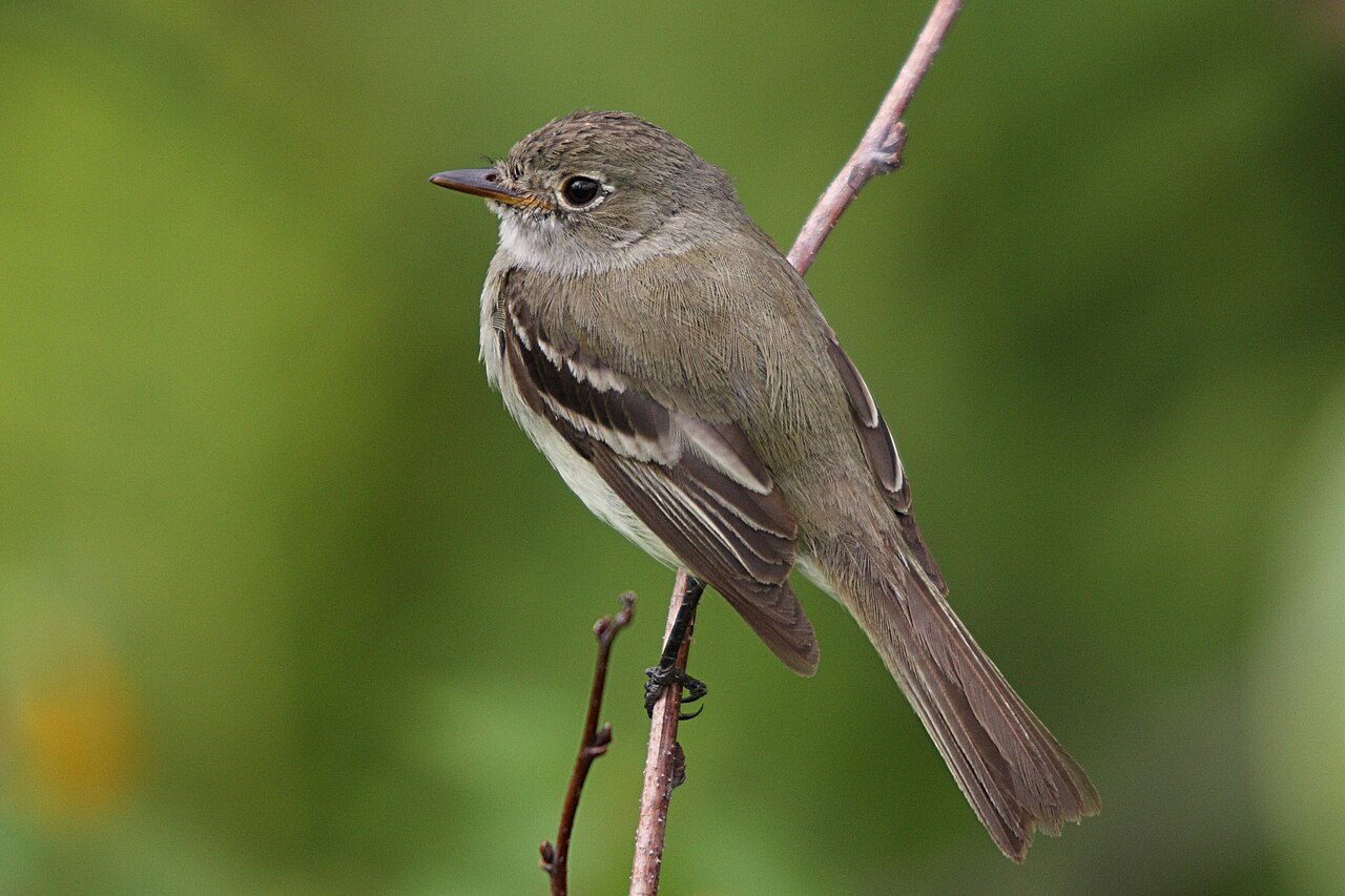 Mosquero Alisero (Empidonax alnorum)