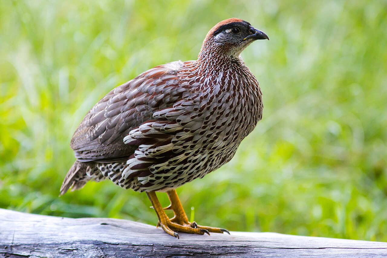 Francolín de Erckel (Pternistis erckelii)