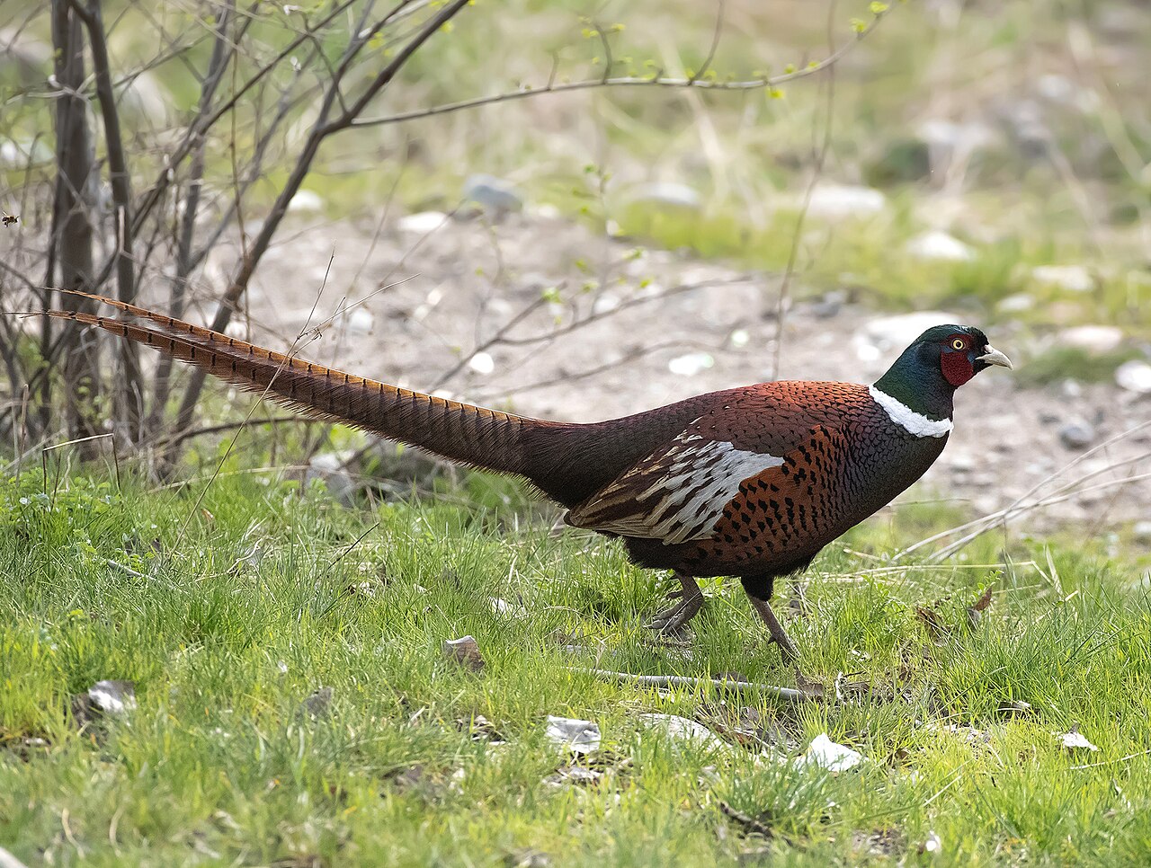 Faisán vulgar (Phasianus colchicus)