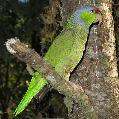 Finsch' amazone (Amazona finschi)