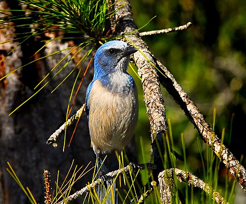 Floridastruikgaai (Aphelocoma coerulescens)