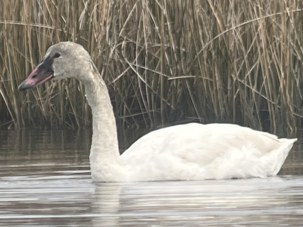 Fluitzwaan (Cygnus columbianus)