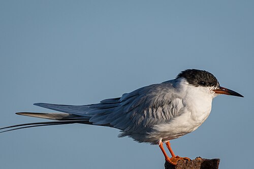 Forsters stern (Sterna forsteri)