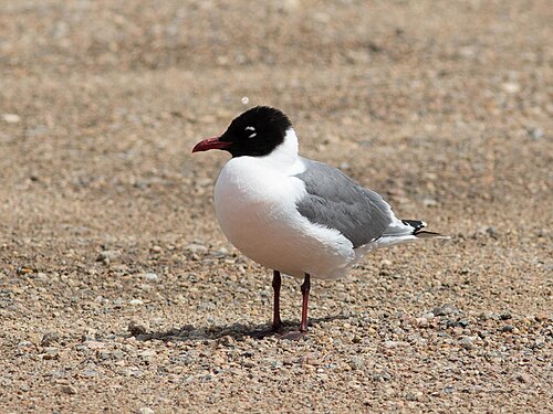 Franklins meeuw (Leucophaeus pipixcan)
