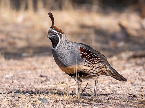 Gambels Kuifkwartel (Callipepla gambelii)