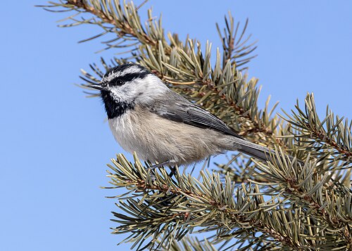 Gambels Mees (Poecile gambeli)