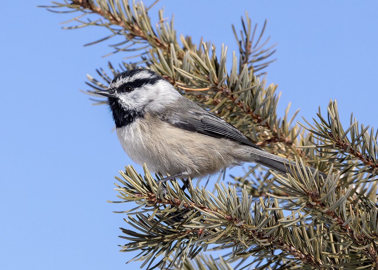 Mountain Chickadee (Poecile gambeli)