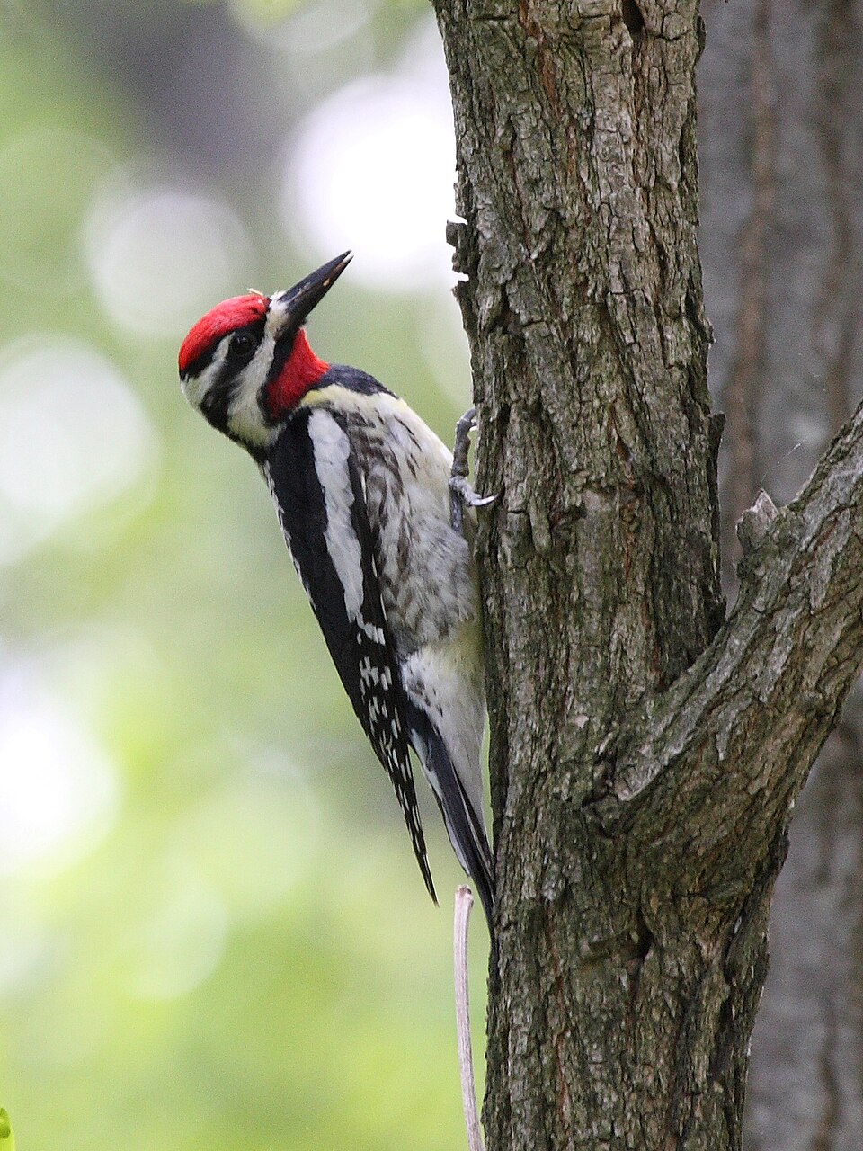 Geelbuiksapspecht (Sphyrapicus varius)