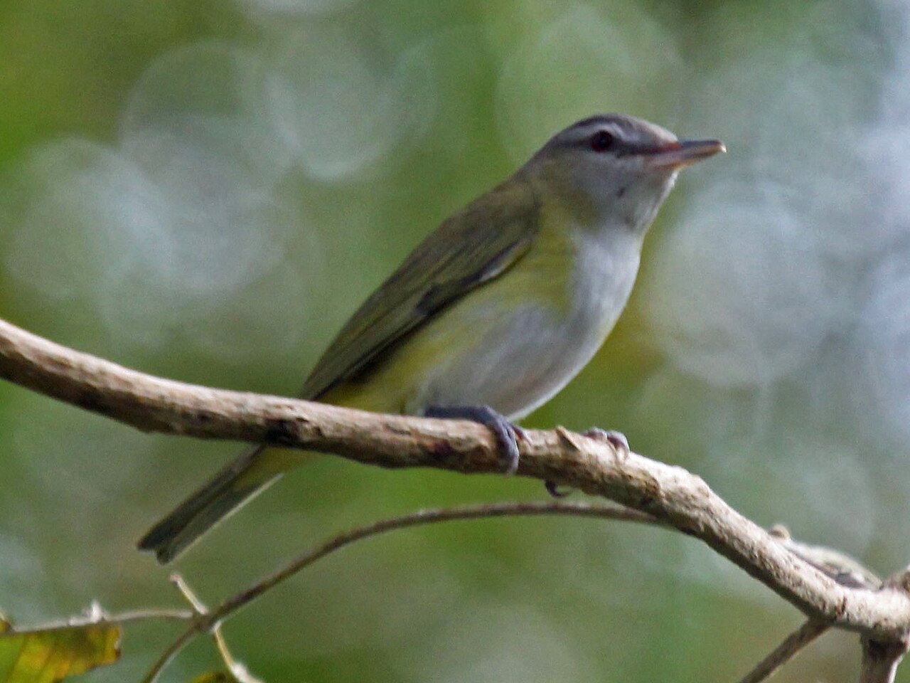 Vireo verdiamarillo (Vireo flavoviridis)