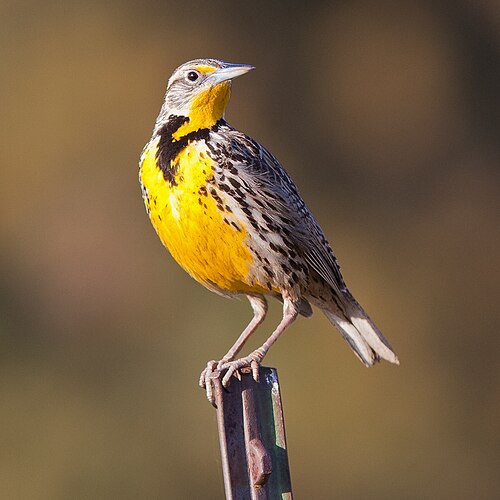 Geelkaakweidespreeuw (Sturnella neglecta)