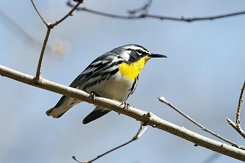 Geelkeelzanger (Setophaga dominica)